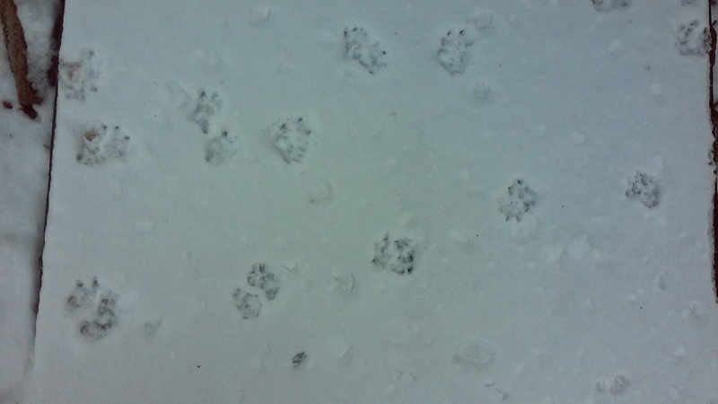 cat footprints?