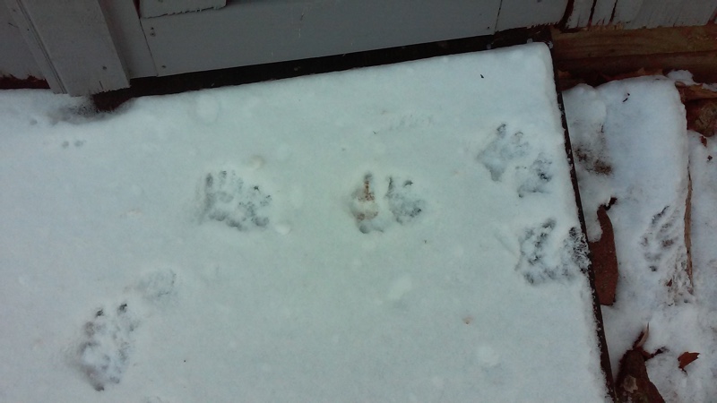 fox footprints?